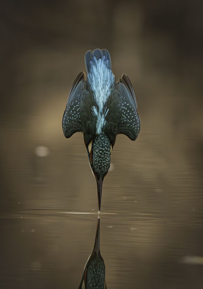 Blue bird of happiness