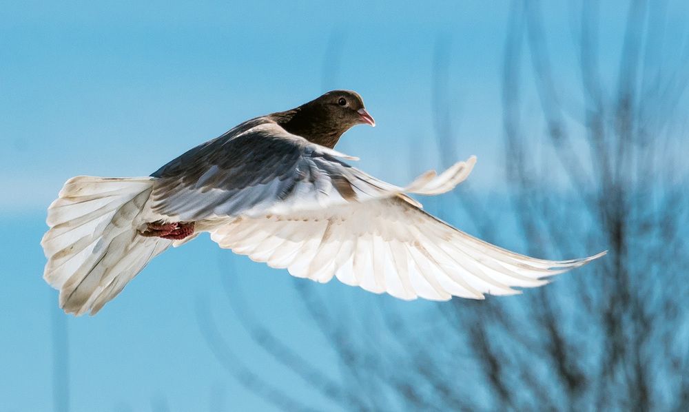 Photograph by Владимир Безбородов