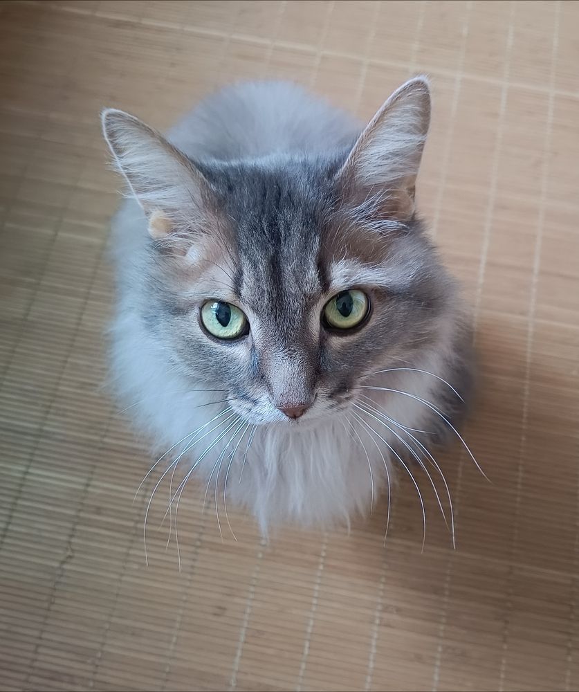 Суровый сибирский кот