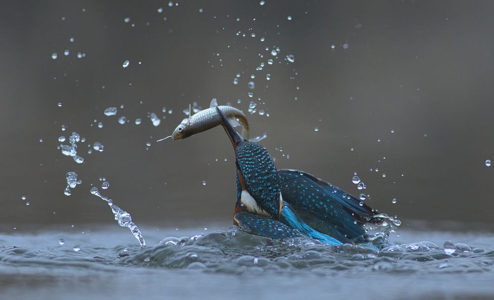 Photograph by Erika Katics