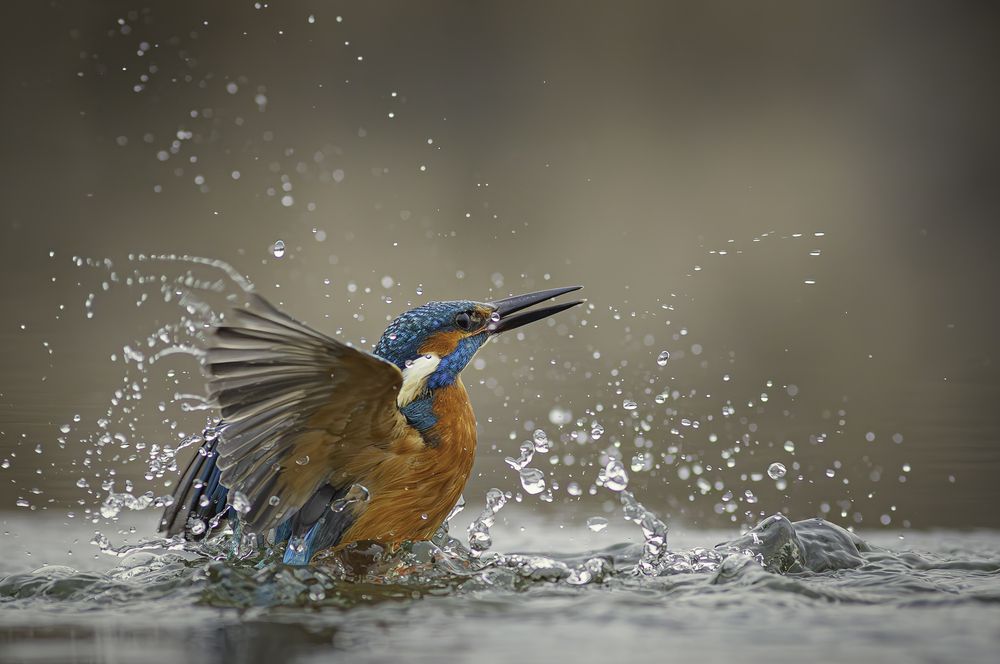 Photograph by Erika Katics