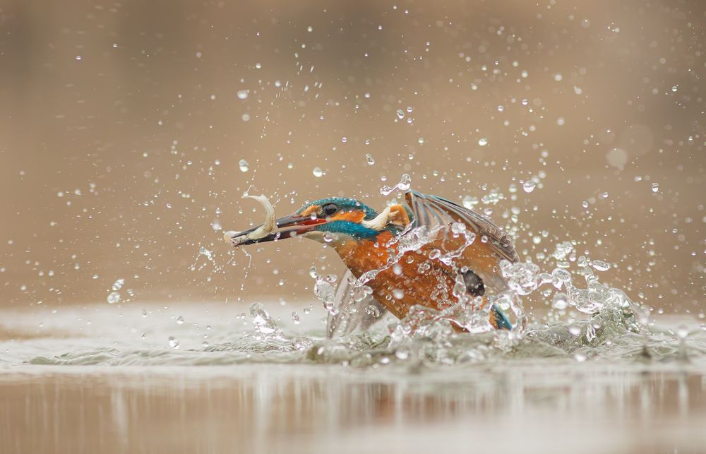 Photograph by Erika Katics