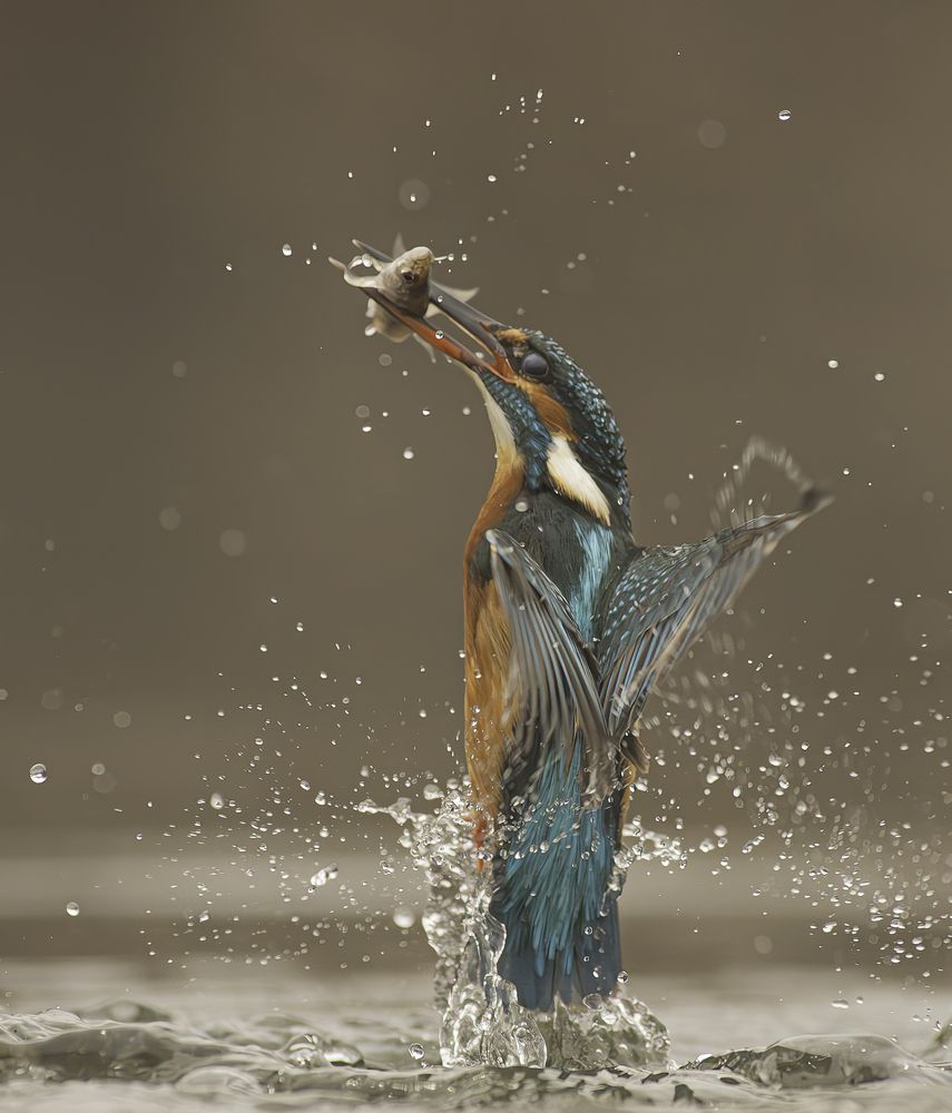 The Azure Hunter: Vertical Triumph