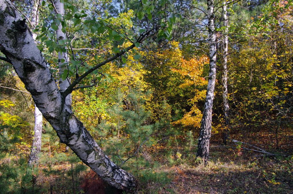 Photograph by Анатолий Святой