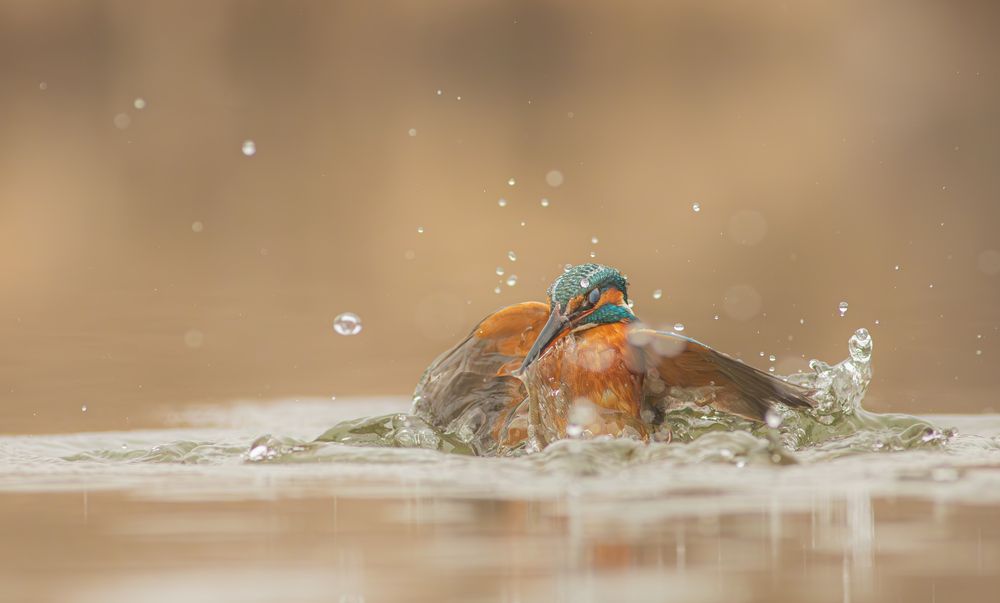 Photograph by Erika Katics