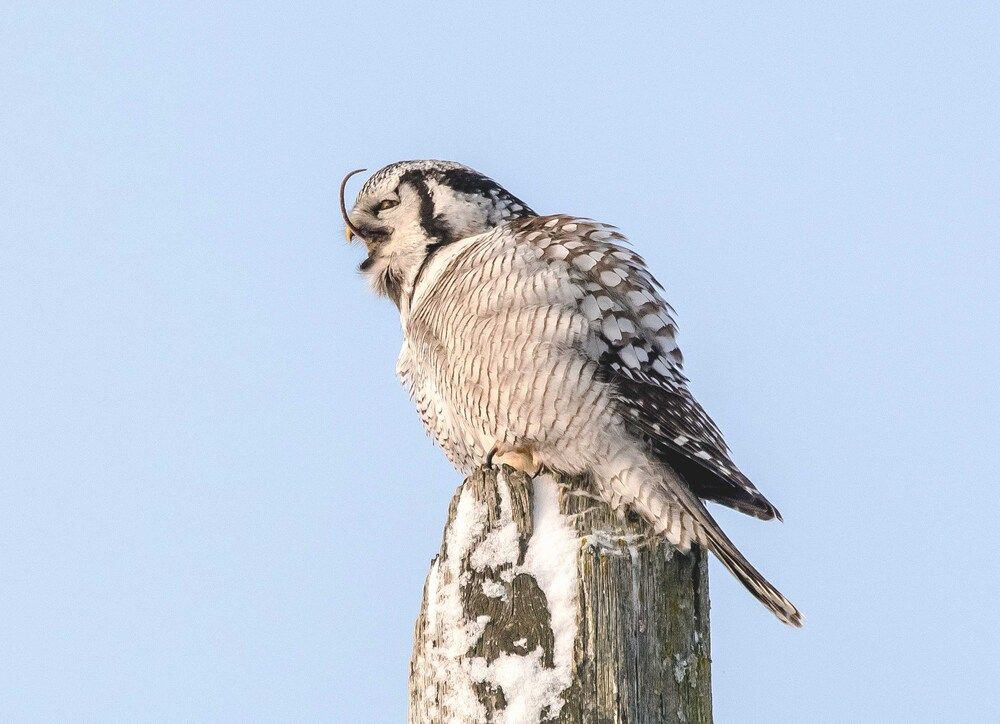 Заключительный акт