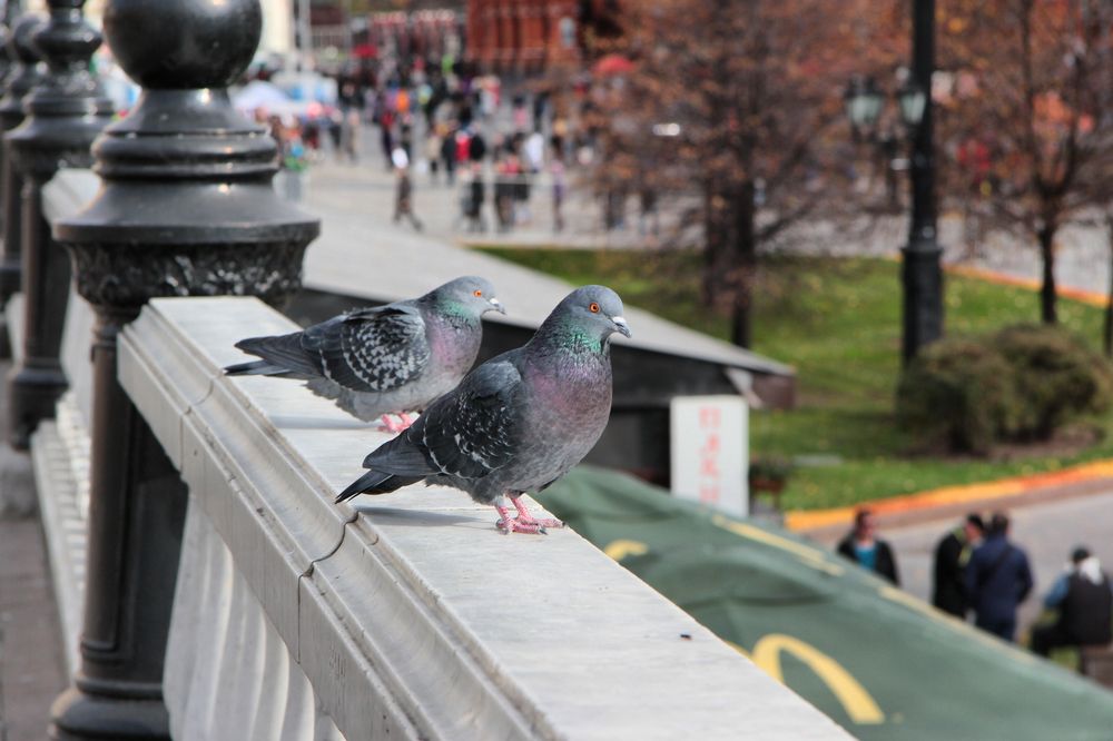 Photograph by Александр Малютин