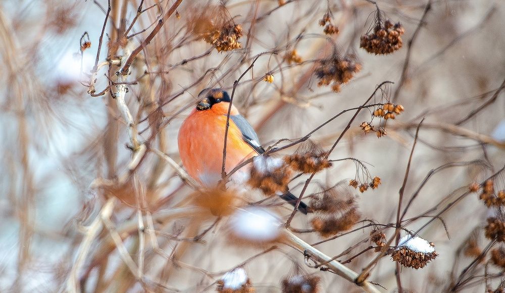 Photograph by Евгений Николаенков