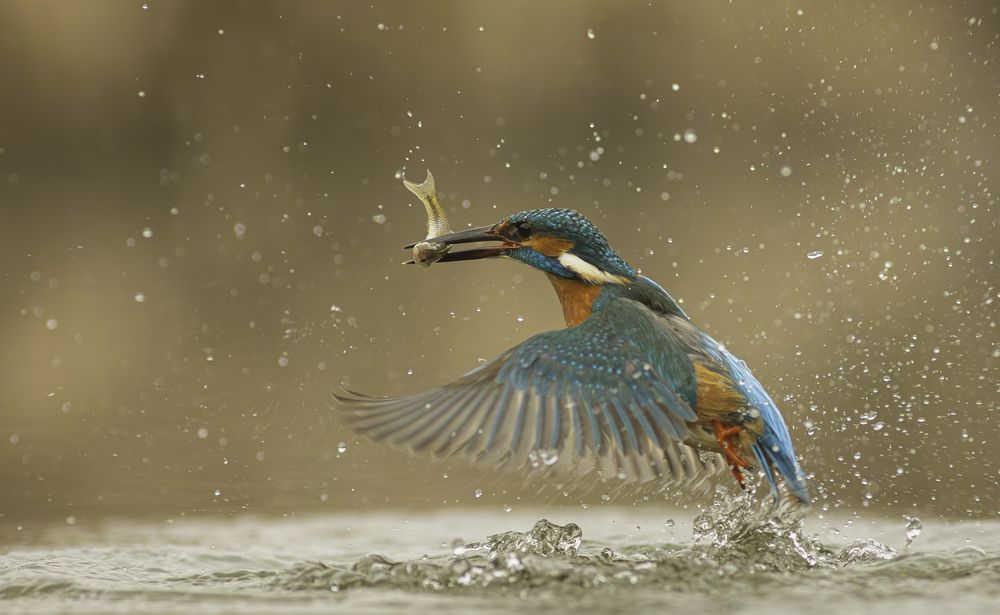 Photograph by Erika Katics