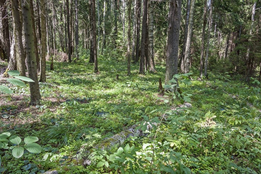 Photograph by Валерий Клейменов