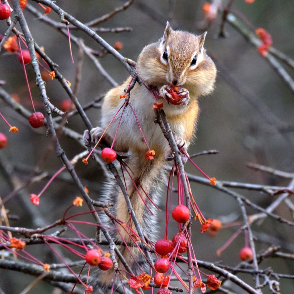 Заготовитель.