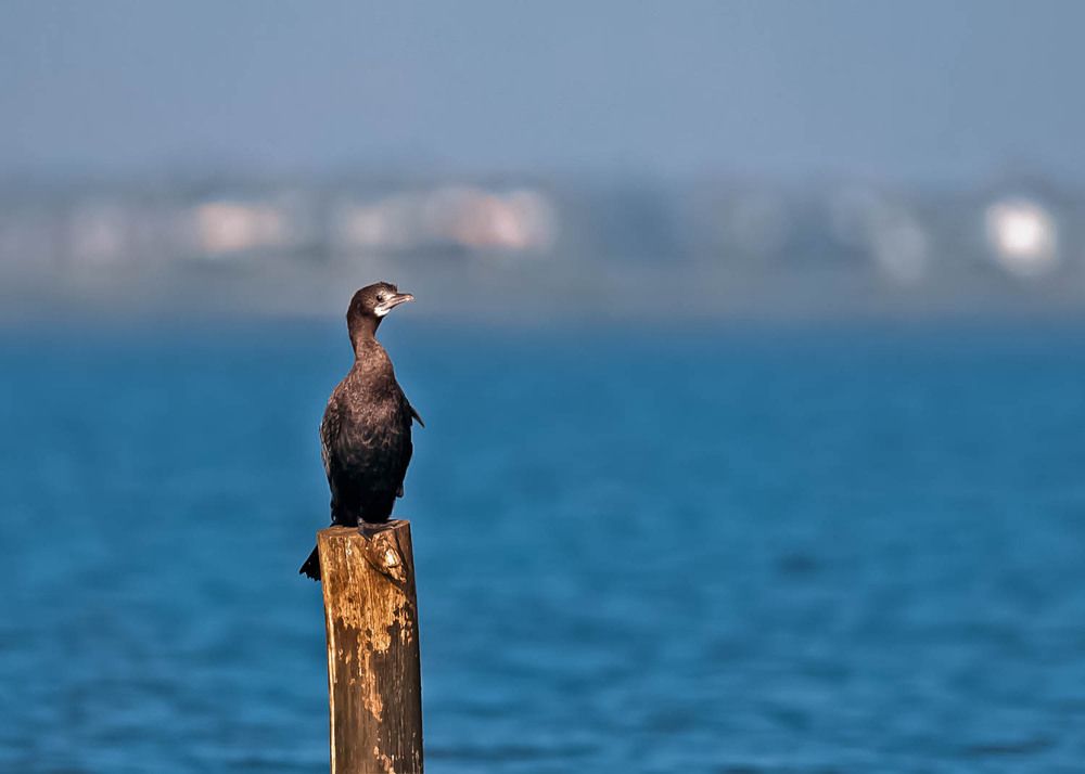 Little Cormorant on Perch