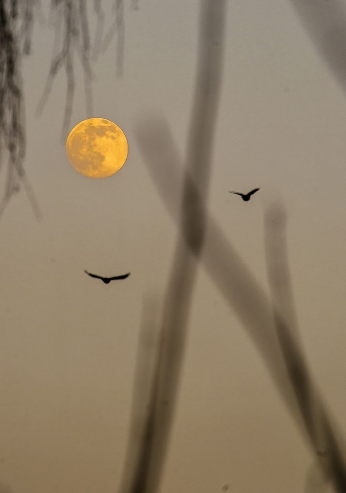 Photograph by Евгений Николаенков