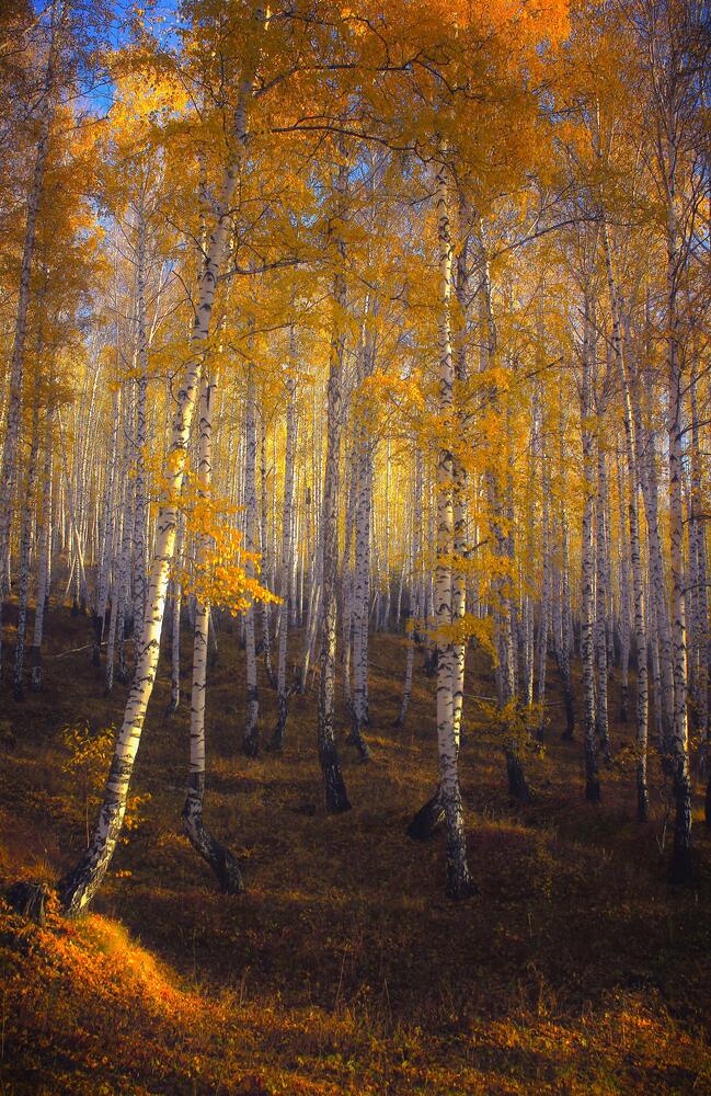 Берёзовая плясовая