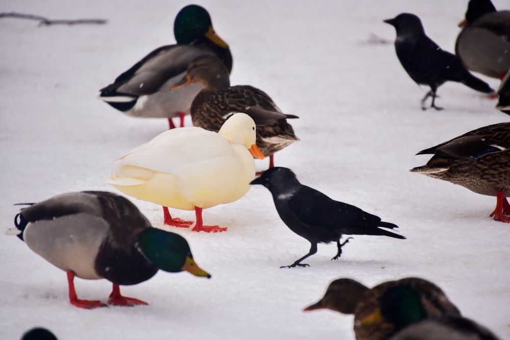 Photograph by Евгений Николаенков