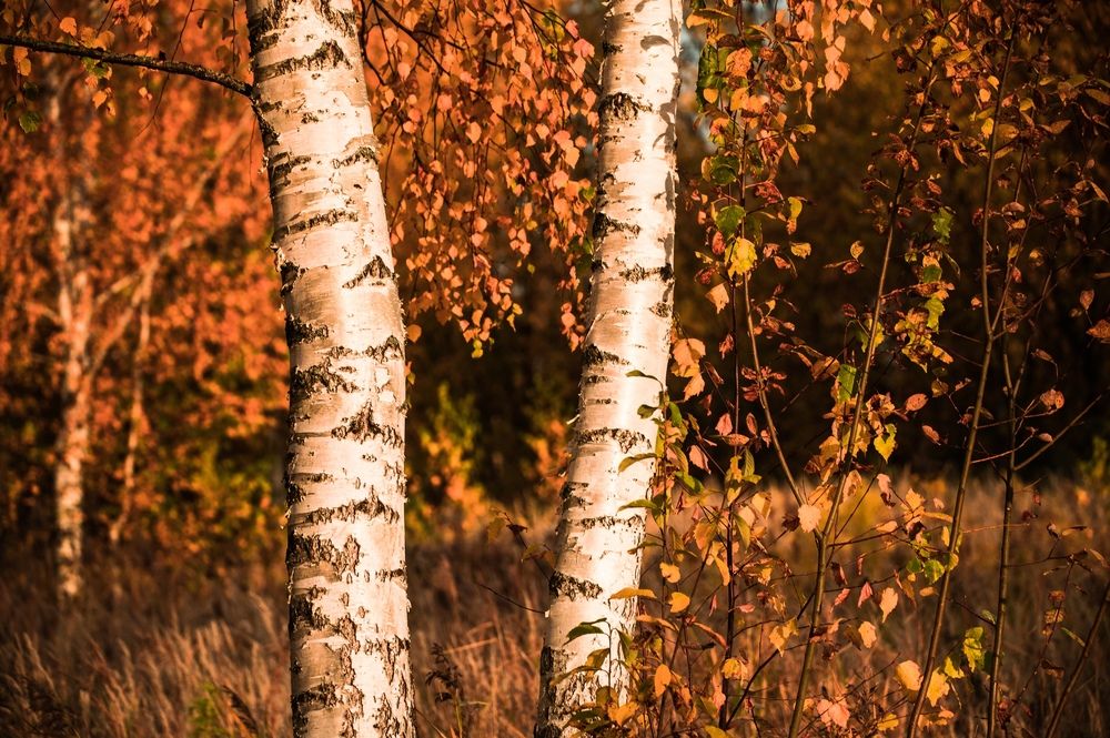 Photograph by Евгений Николаенков
