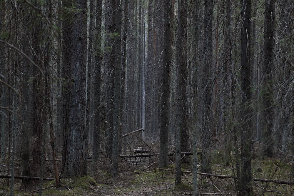 Photograph by АНДРЕЙ МИТЮРИН