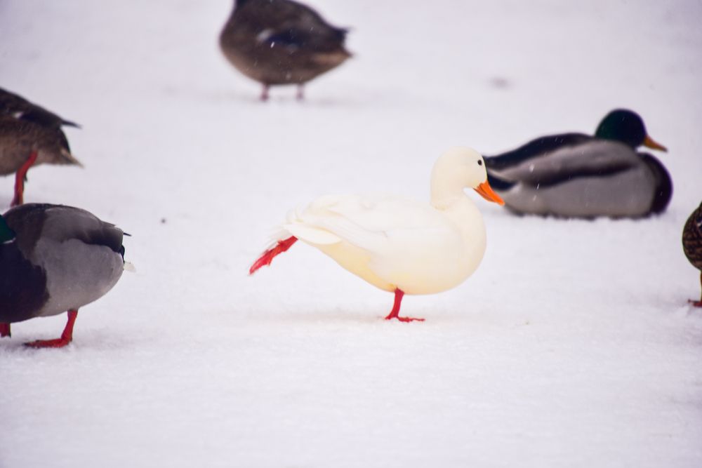 Белая Уточка у зимней Плотины