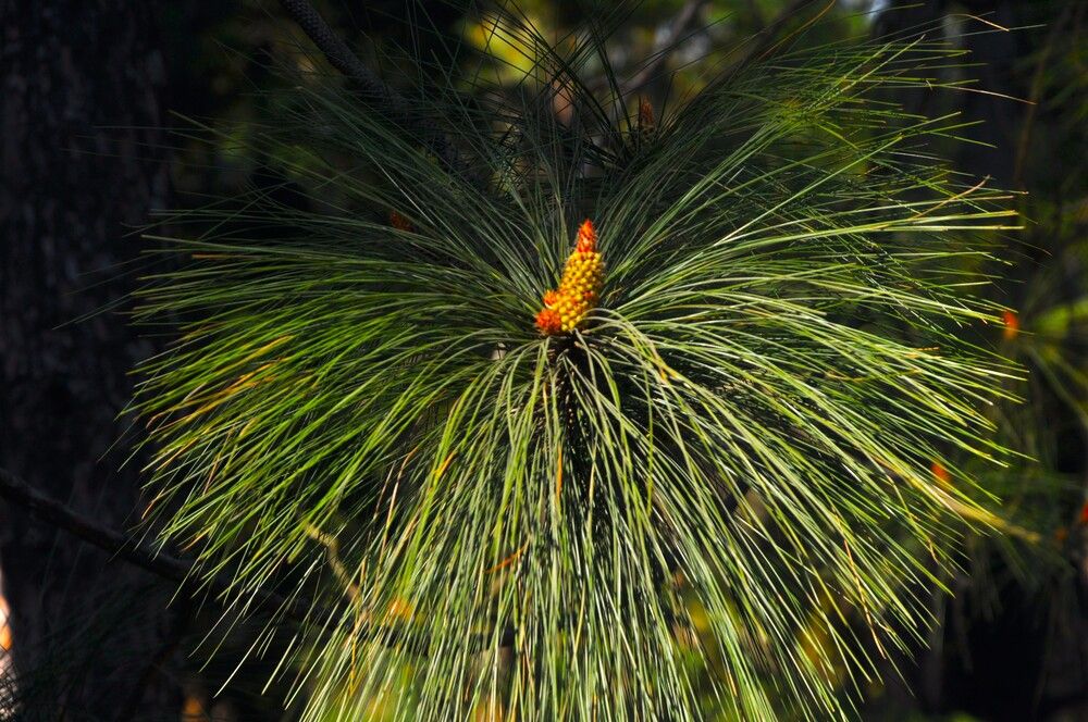 Photograph by SANDEEP KUMAR SHARMA