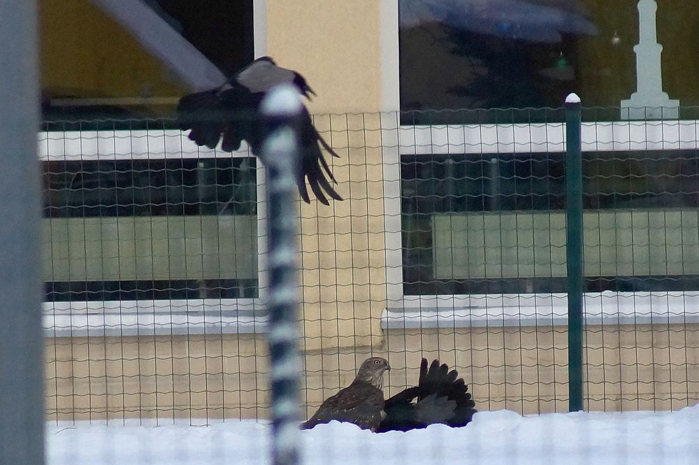 Фотография автора Jevgeni Filimonov