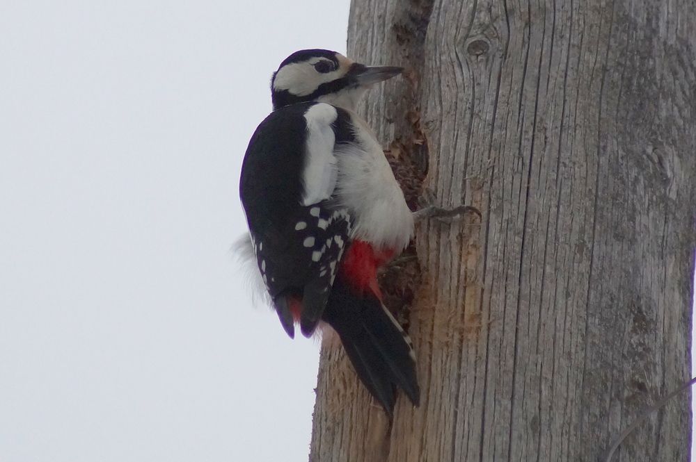 Фотография автора Jevgeni Filimonov