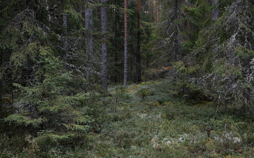 Photograph by АНДРЕЙ МИТЮРИН