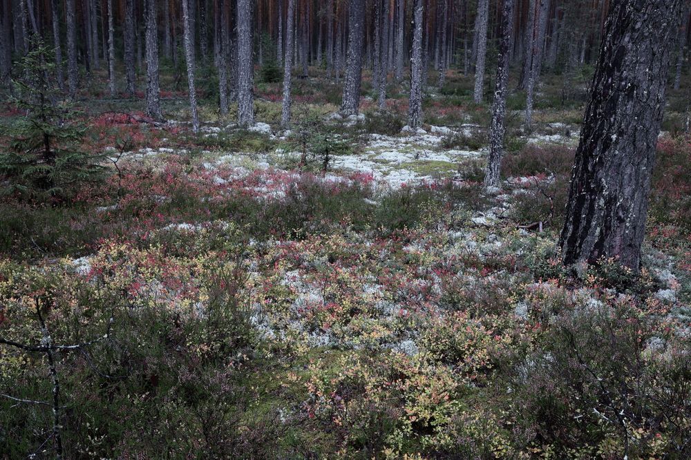 Photograph by АНДРЕЙ МИТЮРИН