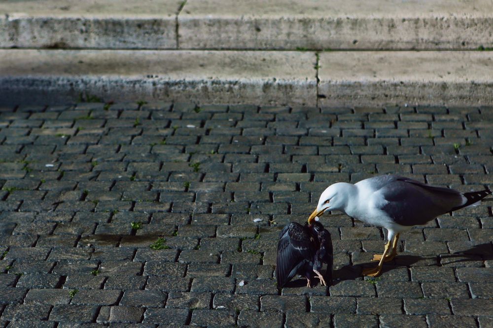 Фотография автора Наталья Дороднова