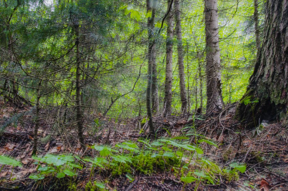 Фотография автора OXANA MARSOVA