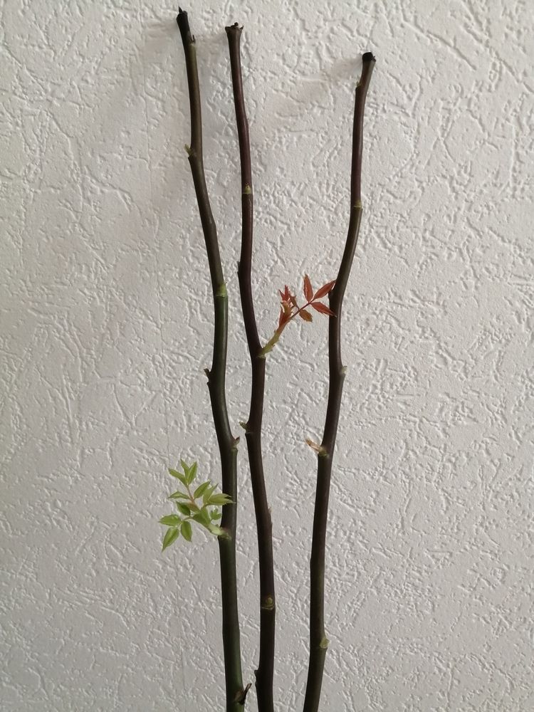 Фотография автора Кузьмичева Екатерина Васильевна