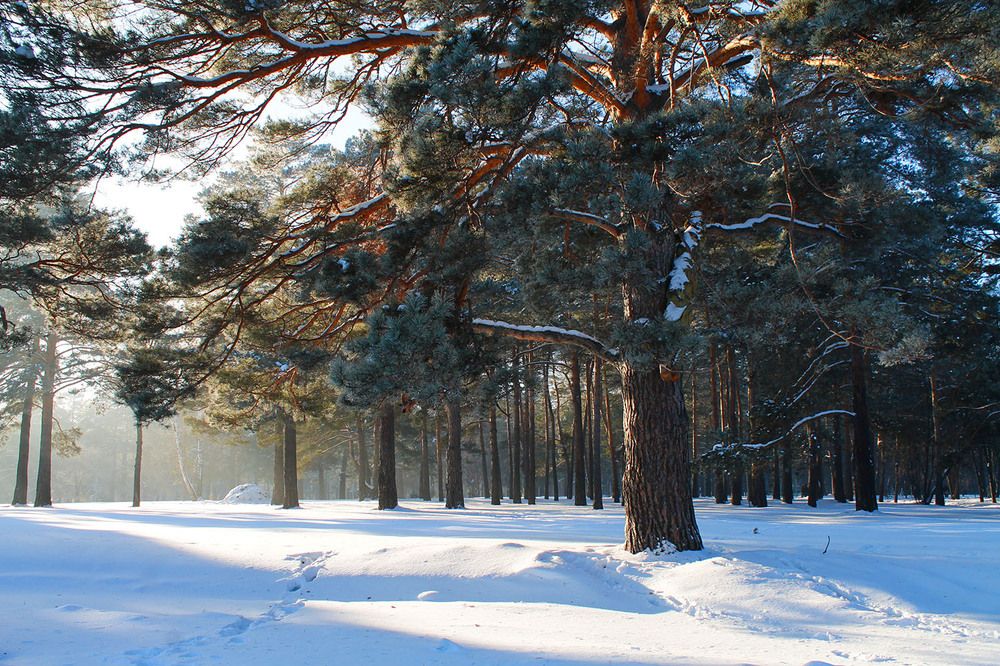 Photograph by Курочкина Диана