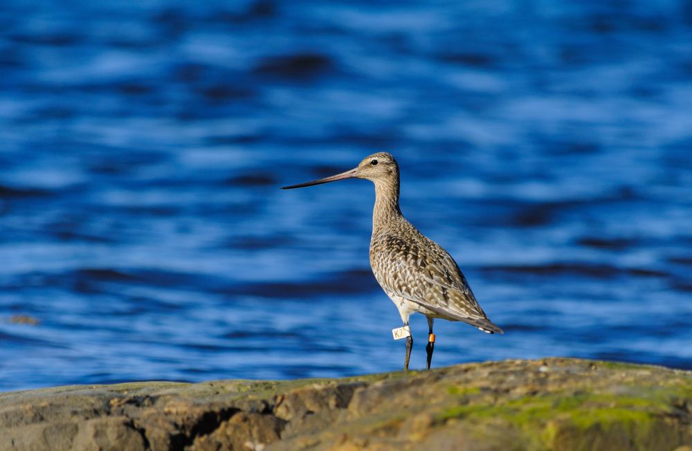Гость из Британии
