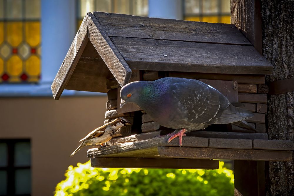 Эй, хозяева, вам квартиранты нужны?