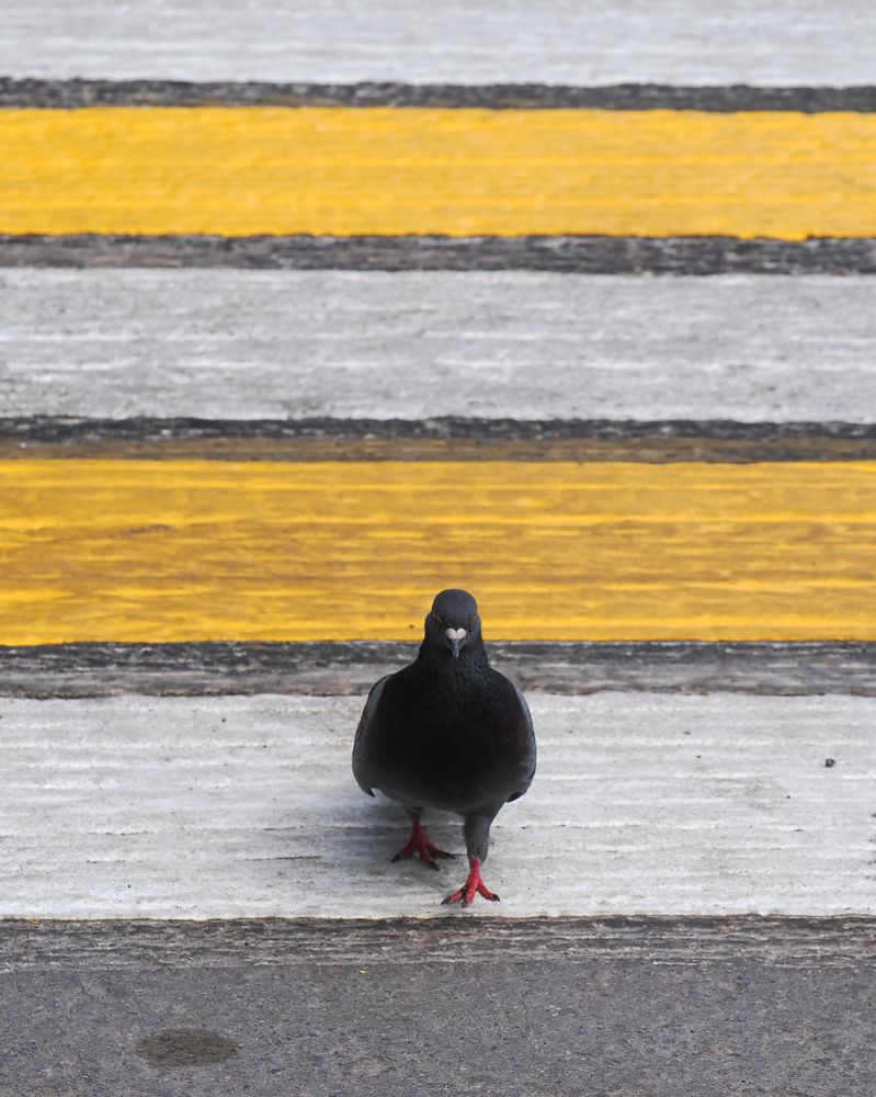 Фотография автора Федор Горбатов