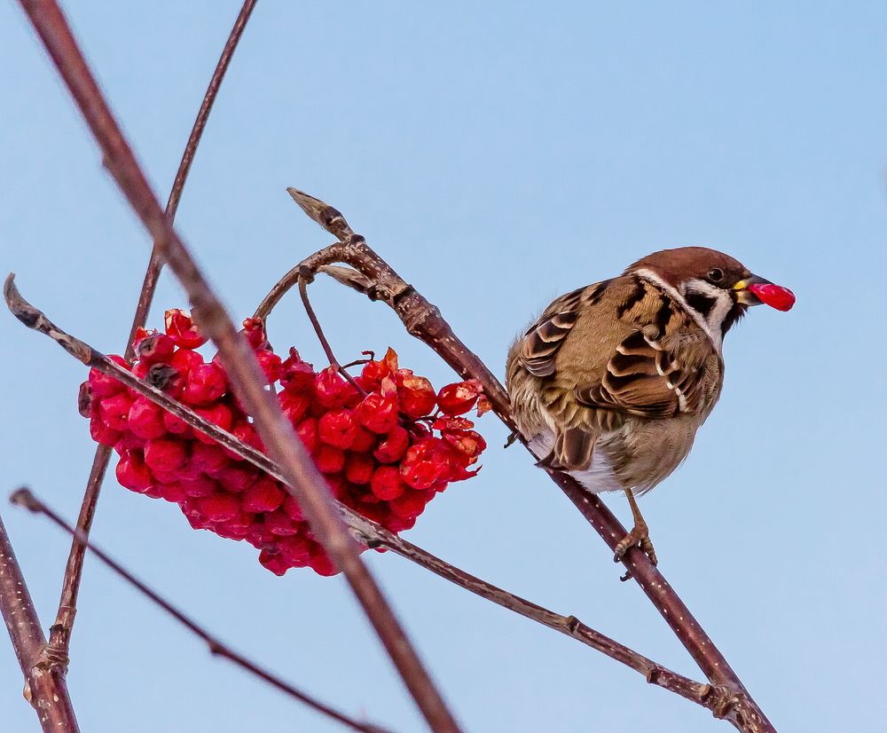 Рябиновое лакомство.