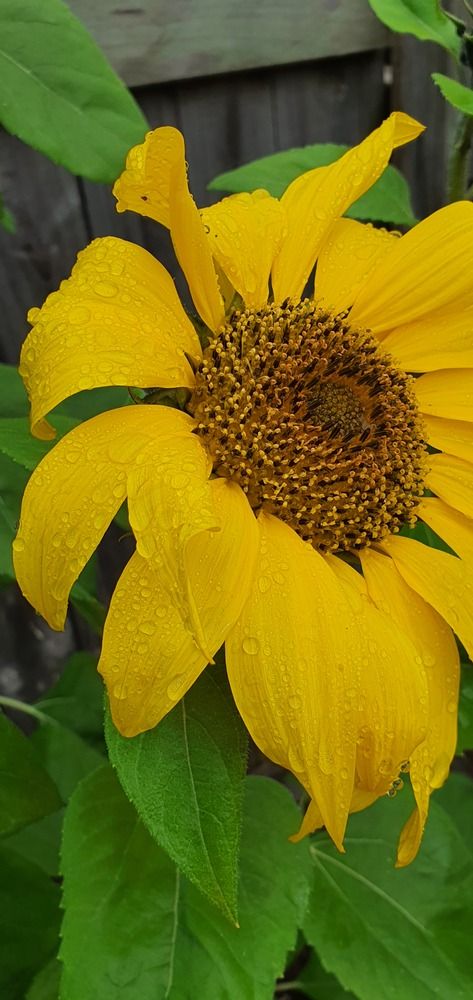 Фотография автора Priscilla Niranjan