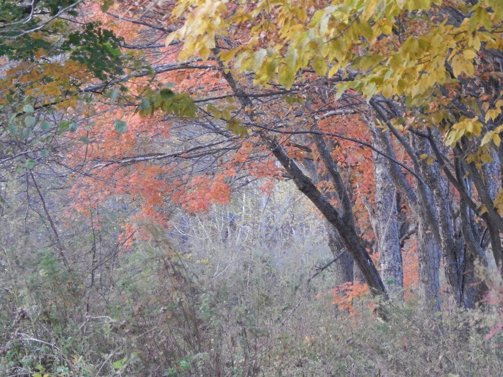Туман и осень. о.Русский. 2014.