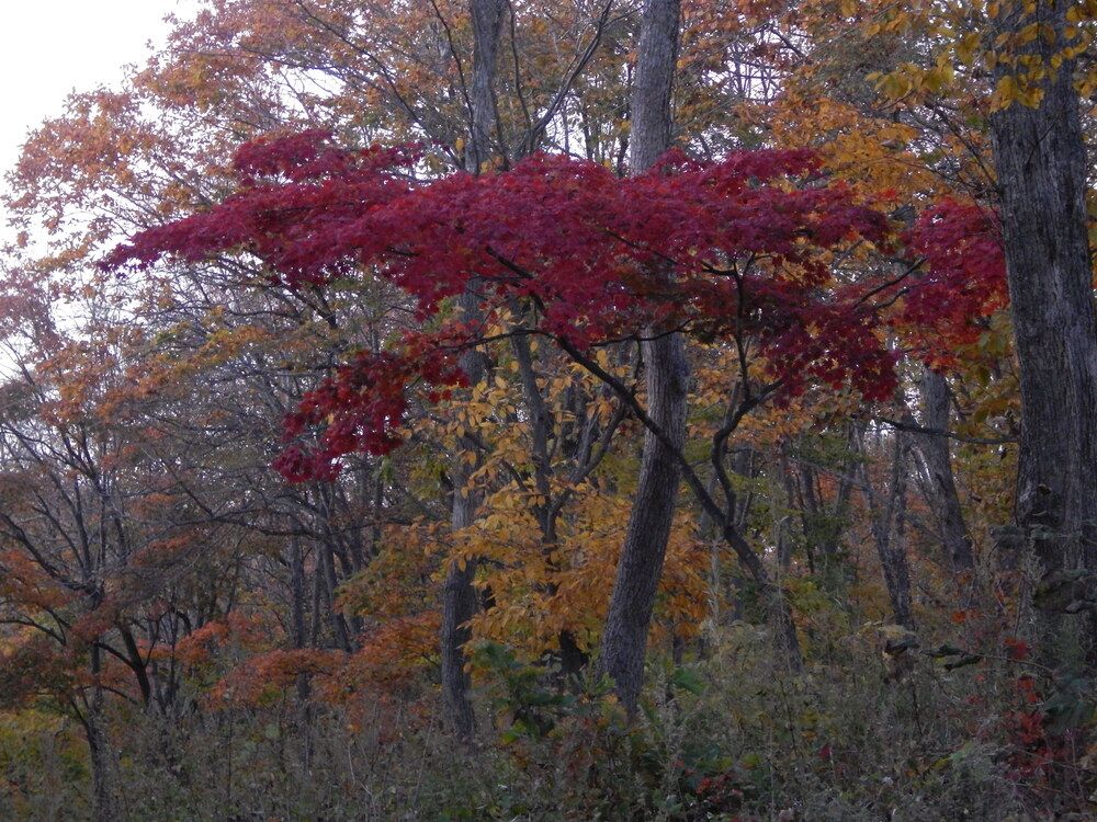 Яркий и серый.