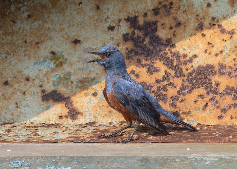 В жаркий день — голову в тень...