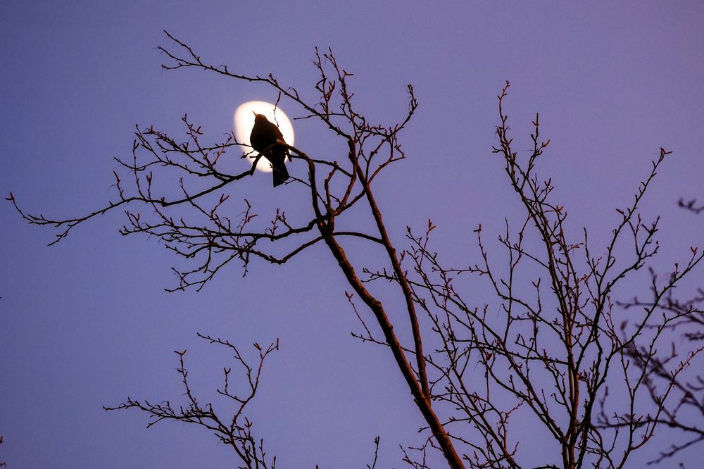 Птичка на Луне