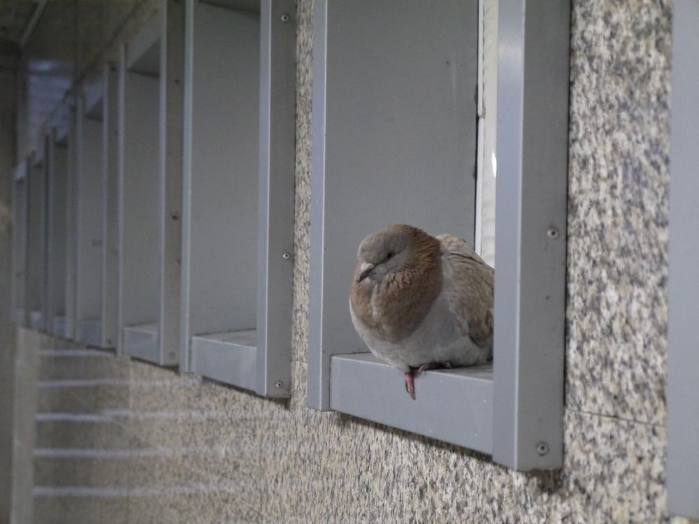 Голубь в подземке. Владивосток.