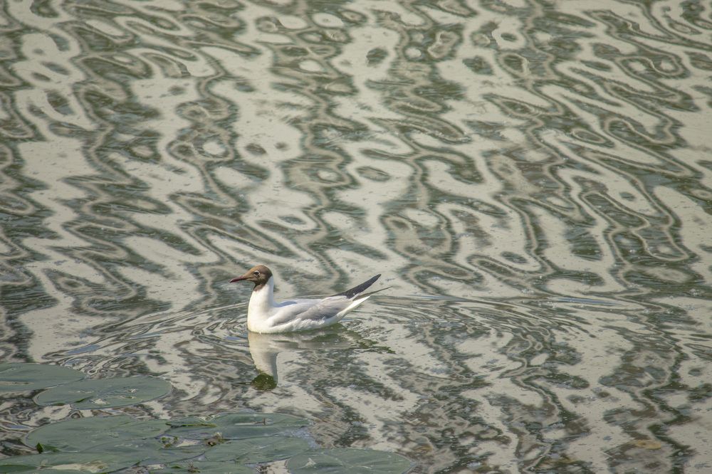 Photograph by Татьяна Пашинцева