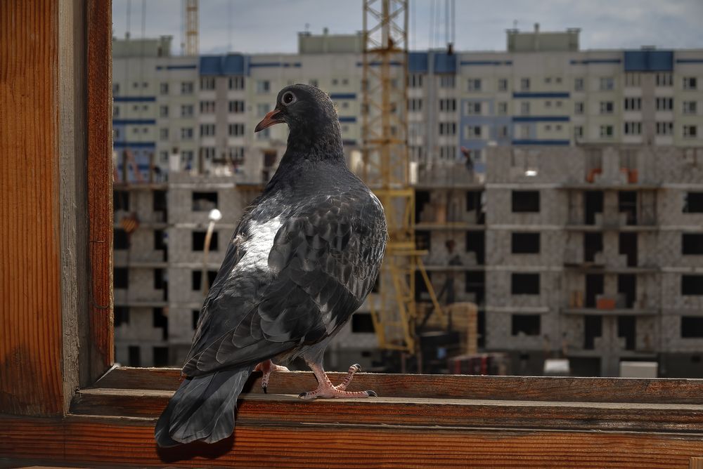 Стены есть - уже можно заселяться.