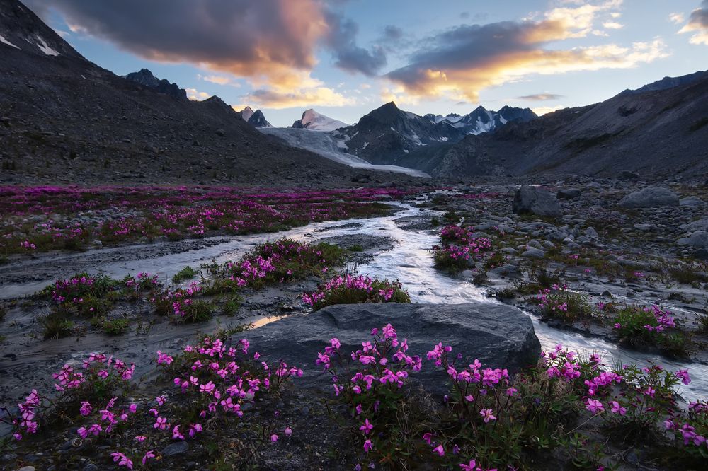 Розовые грёзы Ак-Кола