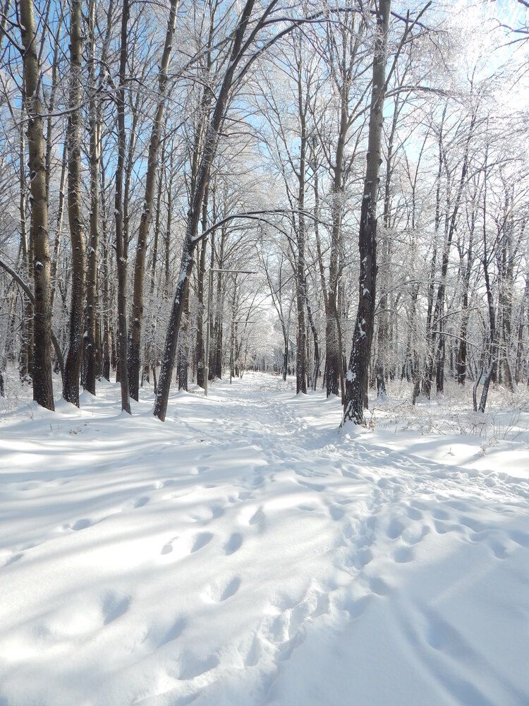 По следам к вышке.