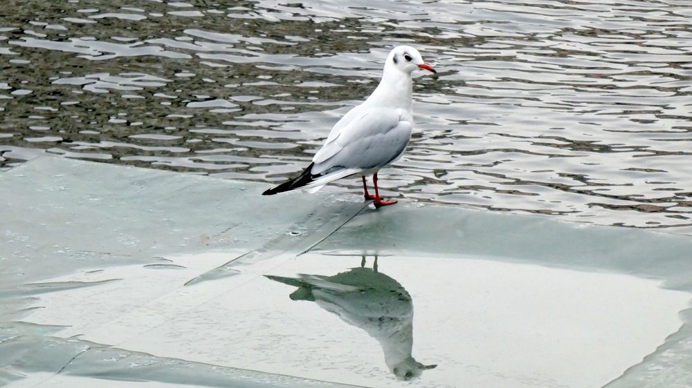 Photograph by Семкин Алексей