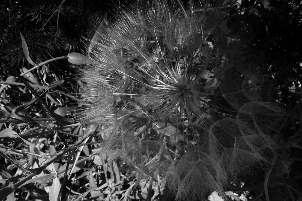 Photograph by Alla Shapochnik