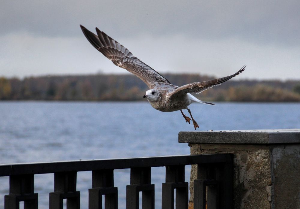 Фотография автора Светлана Бакулина