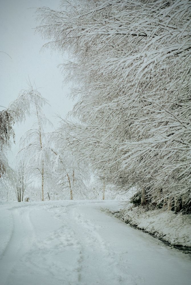 Photo #11793597