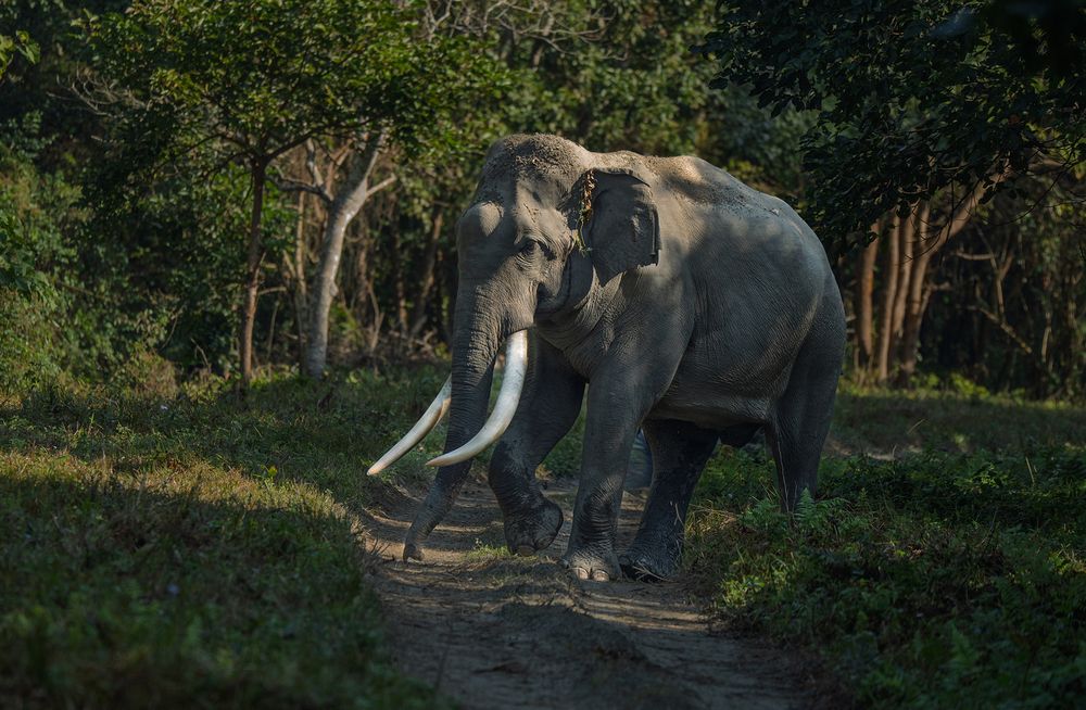 Photograph by Jayanta Kumar Sarkar